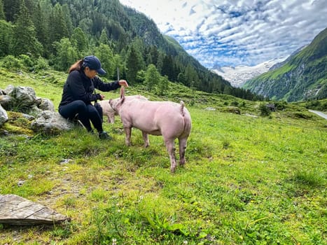 Trusting Pig At Pasture, free range animal to stroke