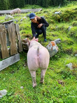 Trusting Pig At Pasture, free range animal to stroke