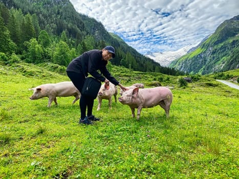 Trusting Pig At Pasture, free range animal to stroke