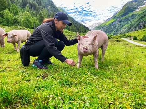 Trusting Pig At Pasture, free range animal to stroke