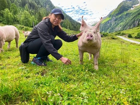Trusting Pig At Pasture, free range animal to stroke