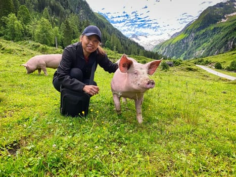 Trusting Pig At Pasture, free range animal to stroke