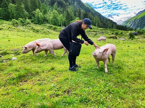 Trusting Pig At Pasture, free range animal to stroke