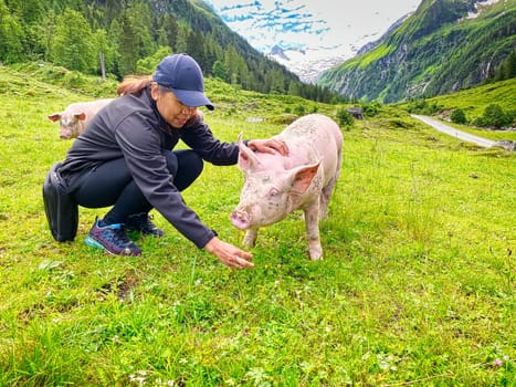 Trusting Pig At Pasture, free range animal to stroke