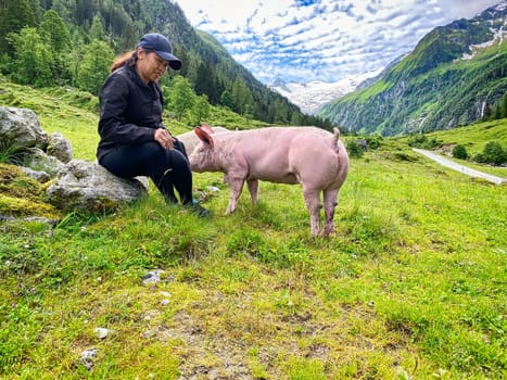 Trusting Pig At Pasture, free range animal to stroke