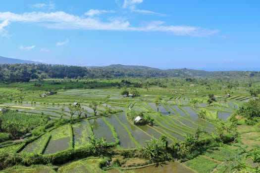 Traditional farmer hut in the rice. A hut for farmers to shelter in the middle of lush and green rice.