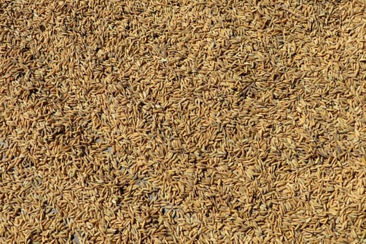 Close up paddy rice, Paddy rice has not shell out. Spread of paddy jasmine rice on the yard to dry in the sun Thailand ready to process as mass product.