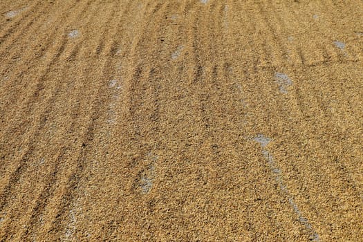 Close up paddy rice, Paddy rice has not shell out. Spread of paddy jasmine rice on the yard to dry in the sun Thailand ready to process as mass product.