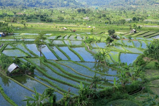 A cottage in the green field. Traditional farmer hut in the rice field.
