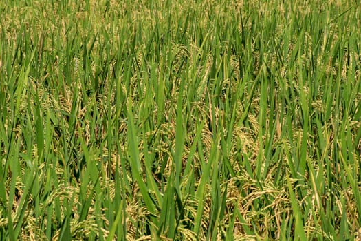 Field of ripened golden rice in green grass. Bali, Indonesia.