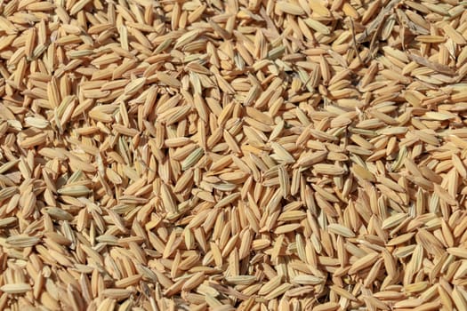 Close up paddy rice, Paddy rice has not shell out. Spread of paddy jasmine rice on the yard to dry in the sun Thailand ready to process as mass product.