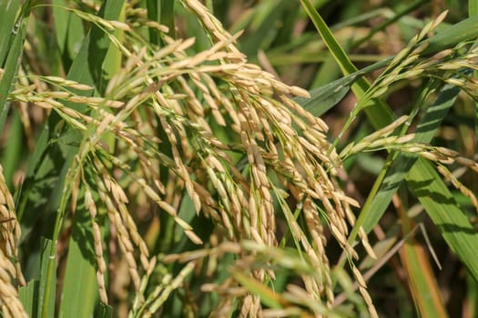 Close up ear of paddy or rice in organic field, agriculture concept.