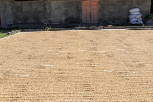 freshly harvested rice seeds are laid out for drying in the sun before processing.