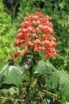 Pagoda flower is herbaceous with a medium shrub. Found in flood or water. The trunk is underground. The stalks are parallel to the ground, flowering all year round.
