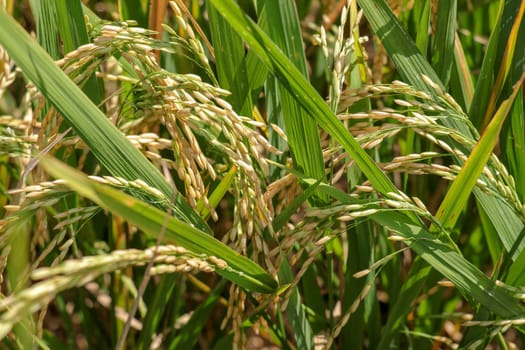 Close up view of yellow-green rice field with soft sunrise light, view of paddy plant in the field, rice plant in the rice field, Fields of ripening rice growing in Bali.
