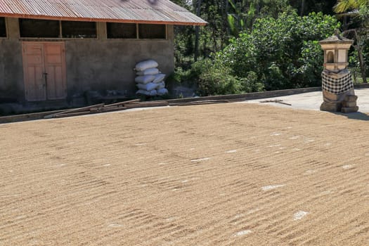 freshly harvested rice seeds are laid out for drying in the sun before processing.