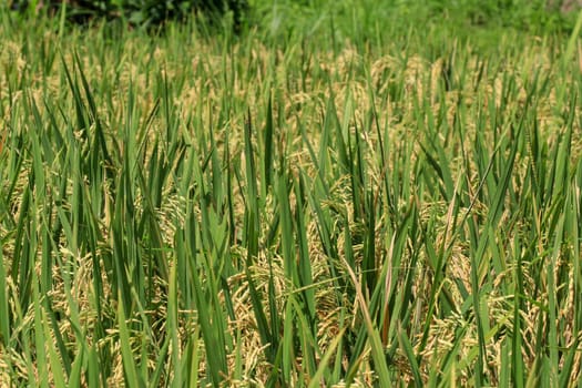 Field of ripened golden rice in green grass. Bali, Indonesia.