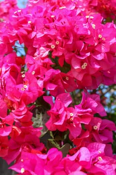 Beautiful tropical exotic pink or red Bougainvillea flowers on a branch on a green background in Asian flowers. Macro photo close-up.