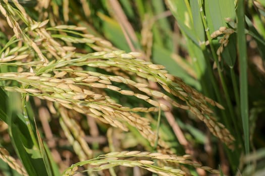 Close up ear of paddy or rice in organic field, agriculture concept.