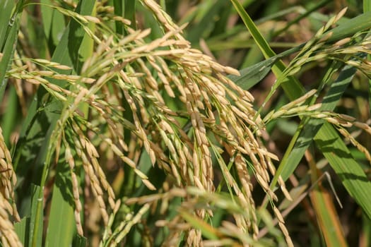 Close up ear of paddy or rice in organic field, agriculture concept.