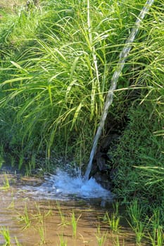 Water flowing from irrigation pipe at an Indian rice paddy agriculture crop field growing plants, green background with copy space.