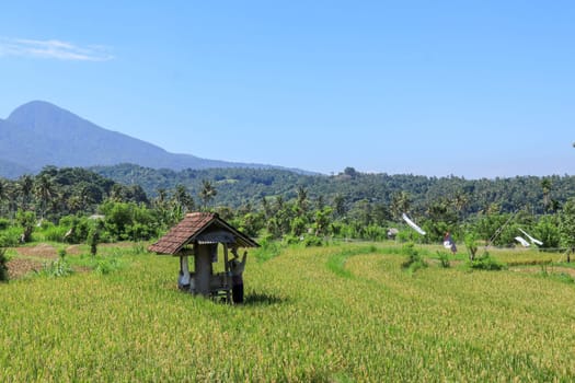 The farmer is hiding from the hot sun under a shelter in the rice fields. Mountains rise in the background.
