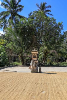 freshly harvested rice seeds are laid out for drying in the sun before processing.