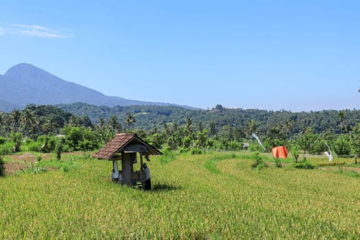 The farmer is hiding from the hot sun under a shelter in the rice fields. Mountains rise in the background.