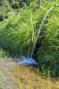 Water flowing from irrigation pipe at an Indian rice paddy agriculture crop field growing plants, green background with copy space.