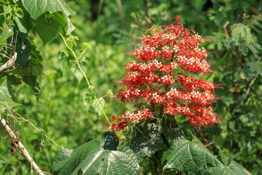 Pagoda flower is herbaceous with a medium shrub. Found in flood or water. The trunk is underground. The stalks are parallel to the ground, flowering all year round.