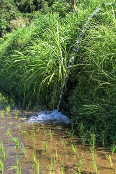 Water flowing from irrigation pipe at an Indian rice paddy agriculture crop field growing plants, green background with copy space.