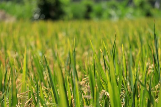 Field of ripened golden rice in green grass. Bali, Indonesia.