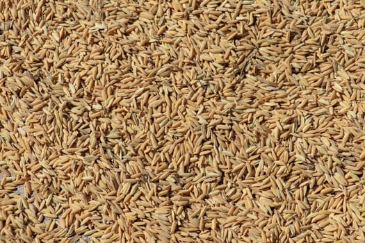 Close up paddy rice, Paddy rice has not shell out. Spread of paddy jasmine rice on the yard to dry in the sun Thailand ready to process as mass product.