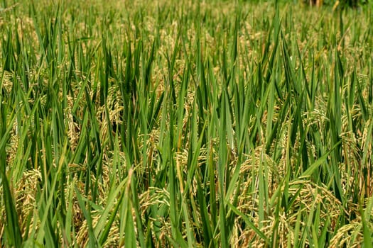 Field of ripened golden rice in green grass. Bali, Indonesia.