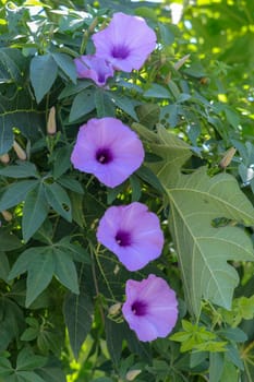 Ipomoea cairica, Railway Creeper. An outstanding colorful of fully blooming flowers, Pinkish purple textures. Soaring over the light green leaves with unique of spear shaped.