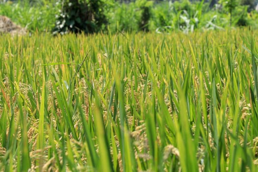 Field of ripened golden rice in green grass. Bali, Indonesia.