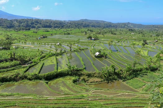 huts in the middle of rice fields where farmers shelter.