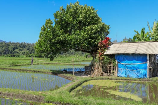 Traditional farmer hut in the rice. A hut for farmers to shelter in the middle of lush and green rice.
