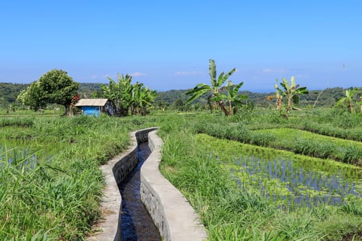 Water canal for paddy rice field irrigation.