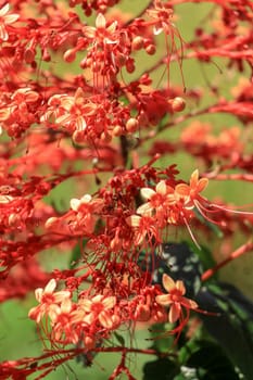 Close up red flowers of Clerodendrum Paniculatum or Pagoda Flower taken in Bali, Indonesia.
