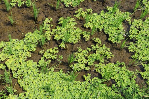 young rice are growing in the paddy field. Rice field.