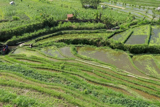 huts in the middle of rice fields where farmers shelter.