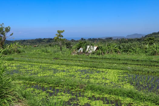 Rice Fields with Hut. Traditional farmer hut in the rice. A hut for farmers to shelter in the middle of lush and green rice.