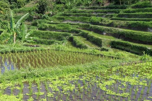 young rice are growing in the paddy field. Rice field.