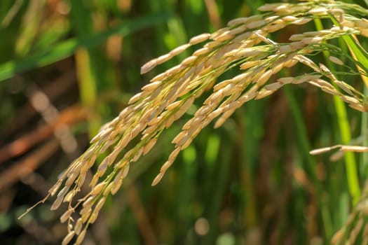 Close up ear of paddy or rice in organic field, agriculture concept.