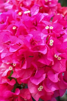 Beautiful tropical exotic pink or red Bougainvillea flowers on a branch on a green background in Asian flowers. Macro photo close-up.