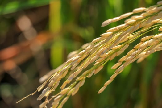 Close up ear of paddy or rice in organic field, agriculture concept.