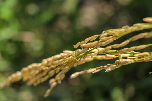Close up ear of paddy or rice in organic field, agriculture concept.