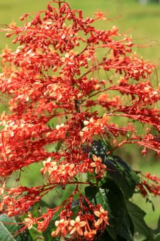 Close up red flowers of Clerodendrum Paniculatum or Pagoda Flower taken in Bali, Indonesia.