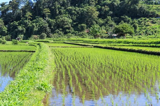 young rice are growing in the paddy field. Rice field.